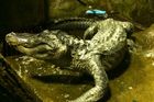 V moskevské zoo uhynul aligátor, válečná kořist z Berlína. Podle legendy byl Hitlerův