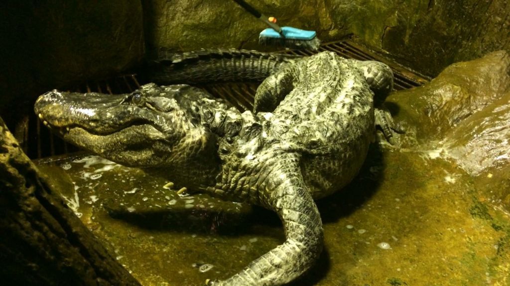 Krokodýl Saturn z moskevské zoo