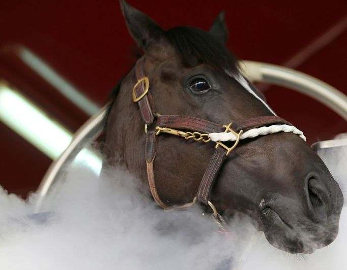 A horse undergoes a cryotherapy session, which surrounds its body in cold nitrogen mist, at the Zabeel Racing Stables in Dubai, UAE August 18, 2019. Picture taken August