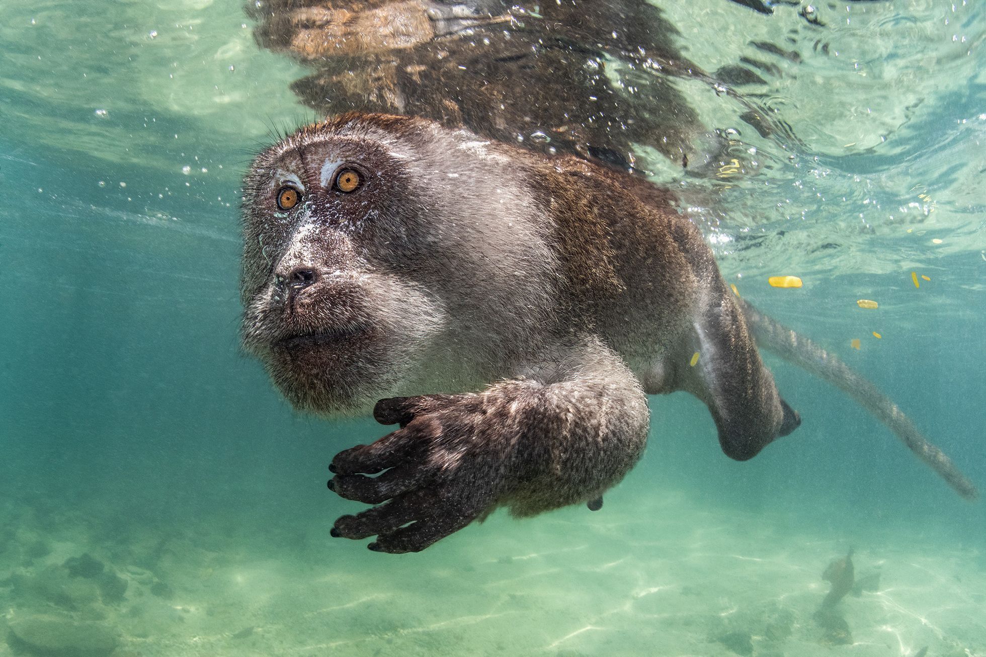 Vítězové soutěže Underwater Photographer of the Year 2024