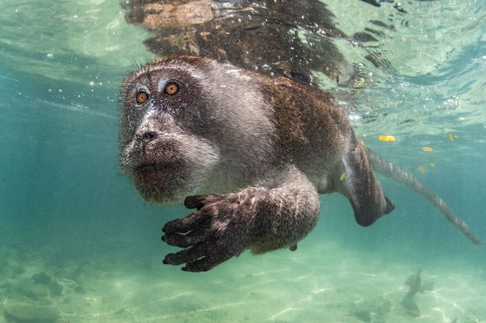 Vítězové soutěže Underwater Photographer of the Year 2024