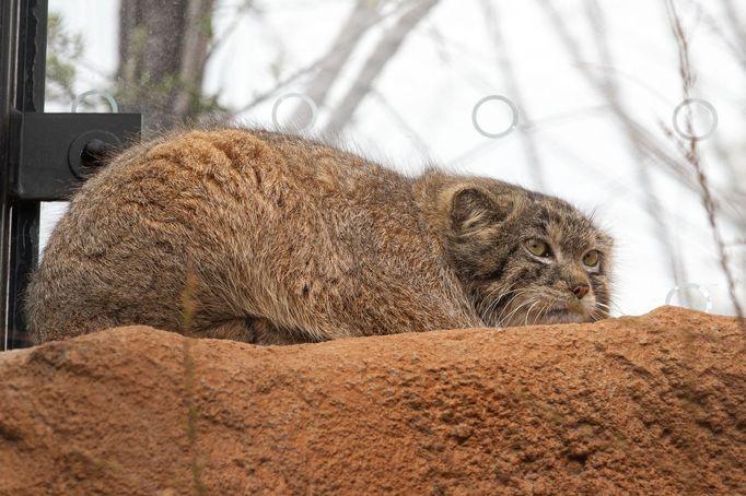 Nová expozice a pavilon Gobi v pražské zoo.