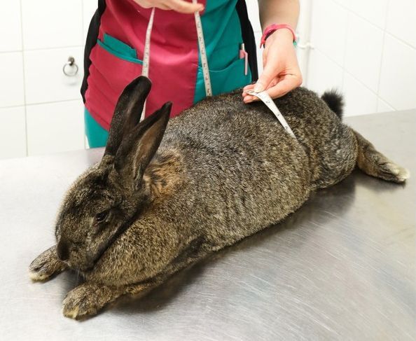 tlusta zvirata2, zena