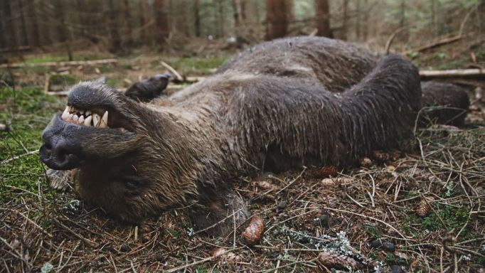 Záběr z dokumentární série Medvěd.