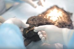 Na Sibiři našli 12 tisíc let zamrzlé štěně. Má velmi zachovalý mozek, překvapilo vědce
