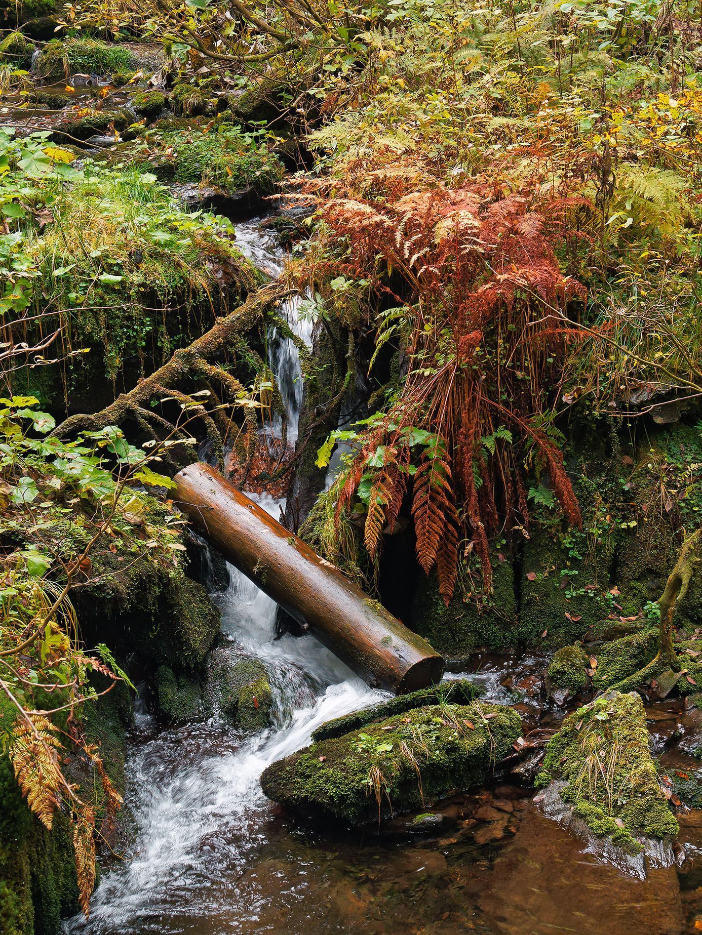 Jeseníky: Podzim v divoké soutěsce Bílé Opavy (Praděd - Karlova Studánka)