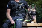 Policejní pes Ragnar v akci. Čtyřnohý hrdina "vyčmuchal" recidivistu skrytého v křoví