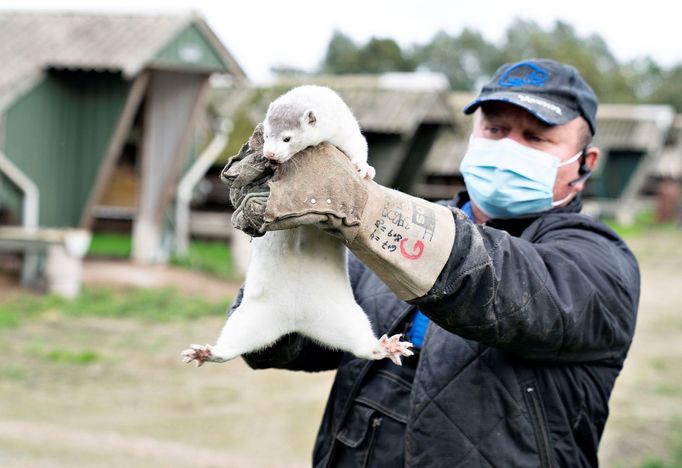 Norková farma v dánském městě Gjoel v Severním Jutsku