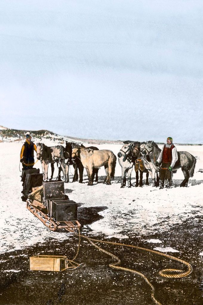Mandžuští poníci, které Shackleton používal v Antarktidě v letech 1908 až 1909. Kolorováno