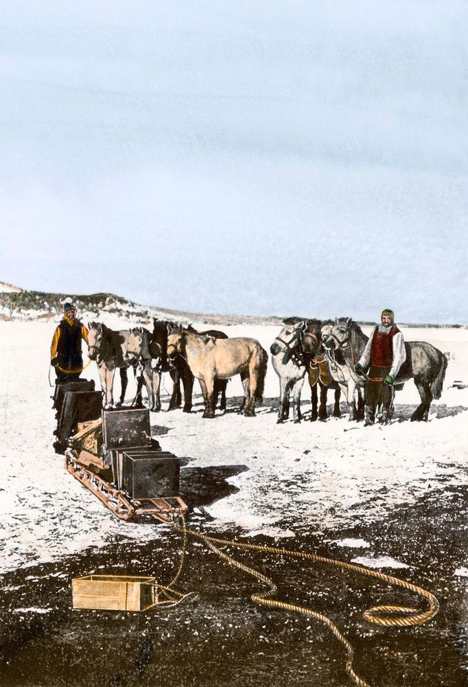 Mandžuští poníci, které Shackleton používal v Antarktidě v letech 1908 až 1909. Kolorováno