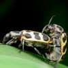 Spotted Maize Beetle (Astylus atromaculatus)