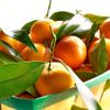 Citrus: mandarínka
