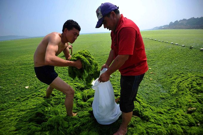 Seaweed Swamps Qingdao Coastline QINGDAO, CHINA - JULY 03: (CHINA OUT) Seaweed Swamps Qingdao Coastline Tourists play at a beach covered by a thick layer of green algae on July 3, 2013 in Qingdao, China. A large quantity of non-poisonous green seaweed, enteromorpha prolifera, hit the Qingdao coast in recent days. More than 20,000 tons of such seaweed has been removed from the city's beaches. ©Exclusivepix