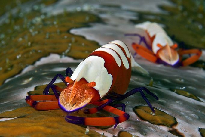 Macro 3rd Place Marcello DiFrancesco, Italy Emperor shrimp, Periclimenes imperator Ambon, Indonesia