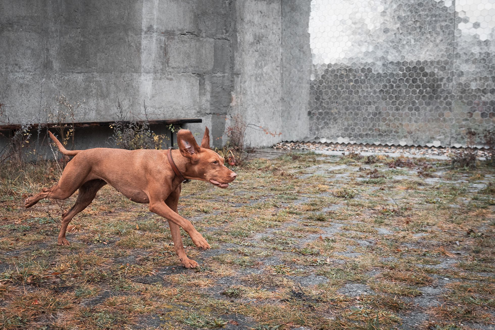 Věčná loviště (krematorium pro domácí mazlíčky)