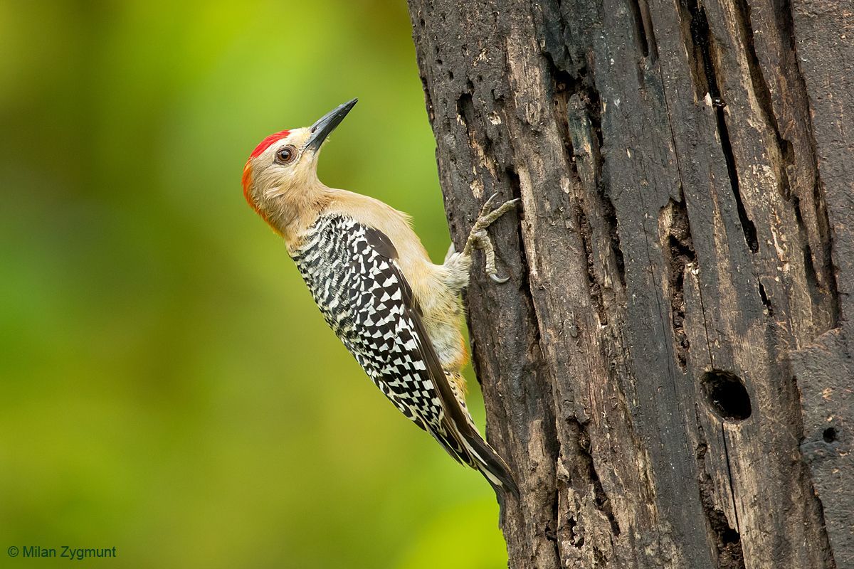 Milan Zygmunt: Kostarika