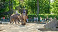 Lidé v červenci roku 2020 v liberecké zoologické zahradě sledují kondiční cvičení slonů.