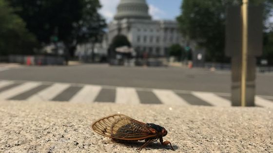 Foto: Miliardy cikád zaplavily východ USA. Objevují se jen jednou za 17 let