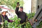 Chmelnice česko-ukrajinského přátelství. Chloubu pivařů zachraňují ruce z Východu