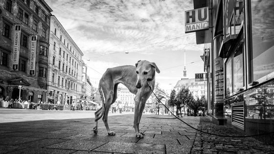 Pouliční život, psí i lidský. Snímky Petra Soldána, vítězného fotografa ze soutěže Street Reportu