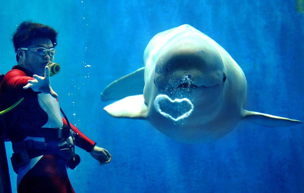 Obrazem: Fascinující podoby symbolu srdce v přírodě