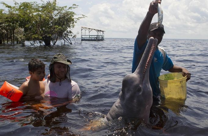 Igor Andrade (L), a physiotherapist, assists Carlos Henrique, 8, while interacting with a dolphin during a "Bototherapy" session at Arau River in Amazon August 11, 2012. The "Bototherapy", a "Rolfing" therapeutic practice assisted by river dolphins, was developed by Andrade and the treatment is free for children with disabilities or disorders from low income families. Picture taken August 11, 2012. REUTERS/Bruno Kelly (BRAZIL - Tags: SOCIETY HEALTH) Published: Srp. 28, 2012, 2:05 dop.