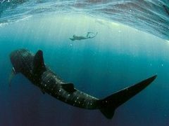 Žralok velrybí, neboli obrovský je největší rybou světa. V dospělosti dosahuje délky až dvaceti metrů a váží více než dvacet tun.