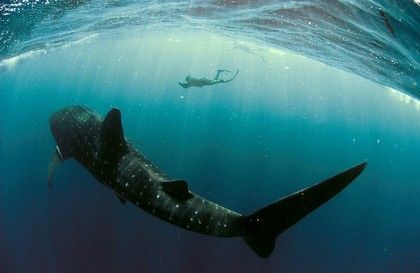 Žralok velrybí