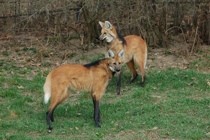 Plzeňská zoo začíná novou kapitolu chovu vlků hřivnatých. Dne 23. března 2012 byli samec Herbert a samice Anna, oba narozeni v lednu 2011, poprvé spojeni ve svém výběhu.