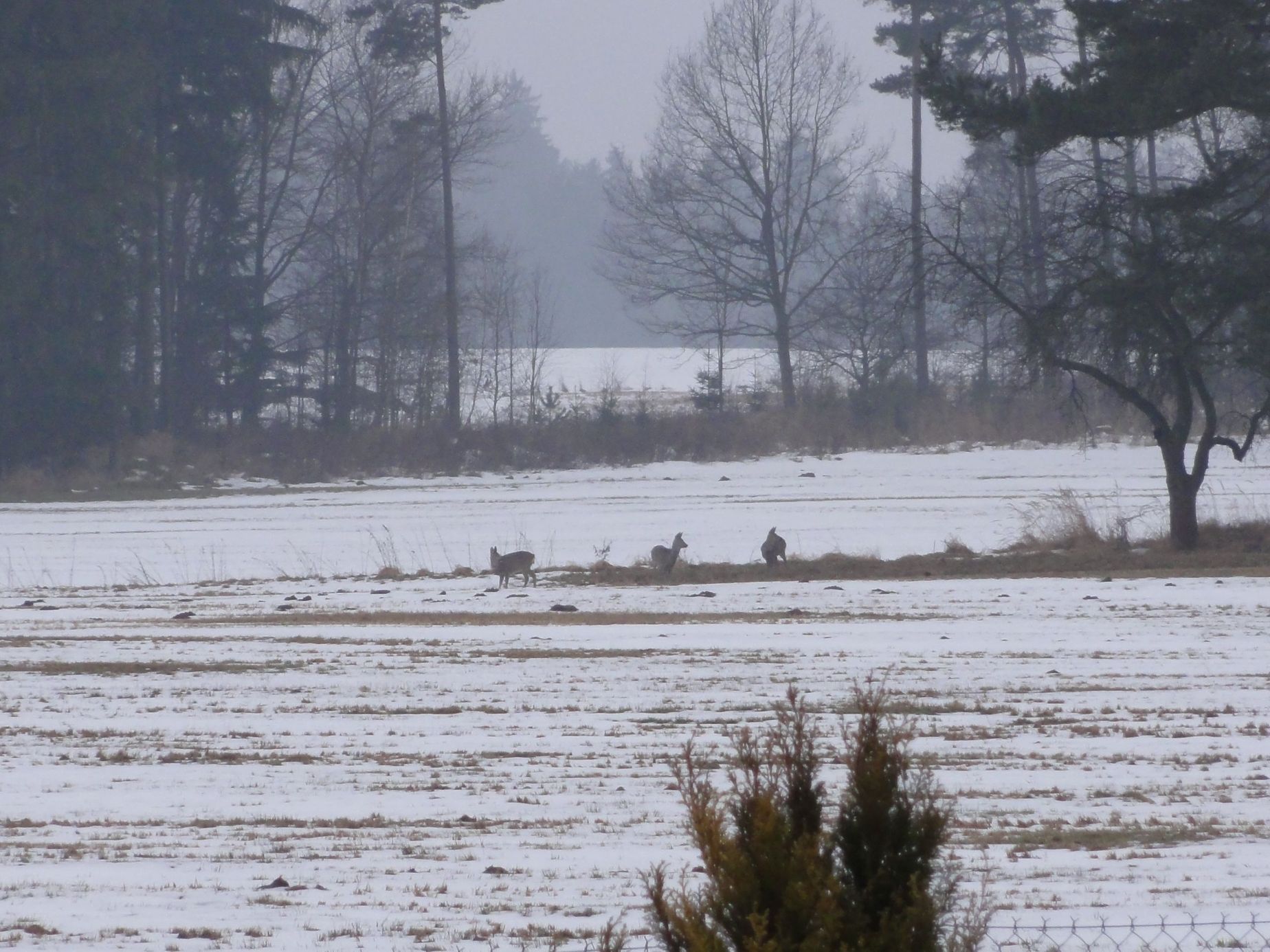 Sněžení 31. 3. 2015