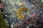 Kůže mořského červa vzorem pro unikátní materiál