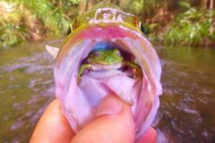 FOTO Rybář ulovil okouna s překvapením. Byla v něm živá žába