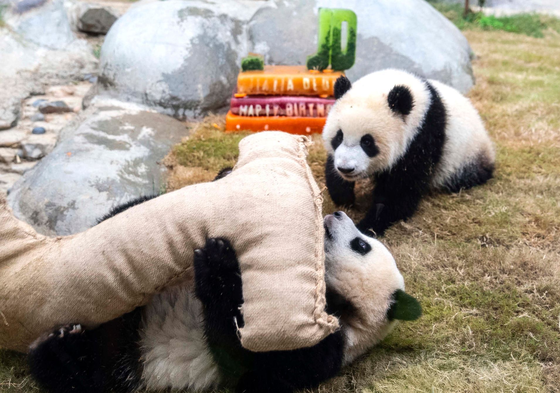 Hong Kong, Čína, panda, oslava, zoo