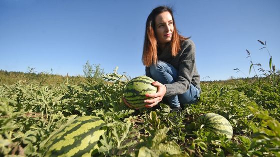 Pěstují melouny a sdílejí svou práci na Facebooku. Drobní farmáři hledají, jak přežít