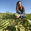 Farma Pech - melouny
