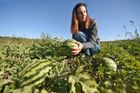 "Co je pro nás v pěstování největší výzvou? Vydělat si na živobytí," svěřila se 37letá farmářka Gabriela Pechová redakci Aktuálně.cz. Malá farma na Vysočině, kterou vede spolu s manželem Danielem, funguje teprve čtyři roky. Drobní farmáři, mezi které patří i manželé Pechovi, dlouhodobě patří mezi priority Společné zemědělské politiky EU.
