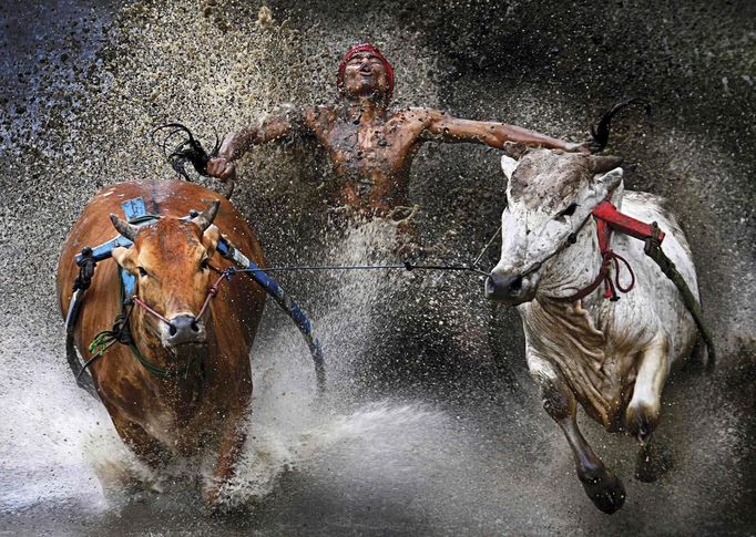 ATTENTION EDITORS - PICTURE 6 OF 18 OF THE WINNERS OF THE 56th WORLD PRESS PHOTO CONTEST 2013 Chen Wei Seng of Malaysia has won the first prize in the Sports Action Single category of the World Press Photo Contest 2013 with this picture of a jockey showing relief and joy at the end of a dangerous run across rice fields during the Pacu Jawi bull race in Batu Sangkar, West Sumatra, taken on February 12, 2012 and distributed by the World Press Photo Foundation February 15, 2013. The prize-winning entries of the World Press Photo Contest 2013, the world's largest annual press photography contest, were announced today, February 15, 2013. REUTERS/Chen Wei Seng/World Press Photo/Handout (INDONESIA - Tags: SPORT ANIMALS MEDIA SOCIETY) ATTENTION EDITORS - THIS IMAGE WAS PROVIDED BY A THIRD PARTY. FOR EDITORIAL USE ONLY. NOT FOR SALE FOR MARKETING OR ADVERTISING CAMPAIGNS. THIS PICTURE IS DISTRIBUTED EXACTLY AS RECEIVED BY REUTERS, AS A SERVICE TO CLIENTS. NO SALES. NO ARCHIVES. Published: Úno. 15, 2013, 10:04 dop.