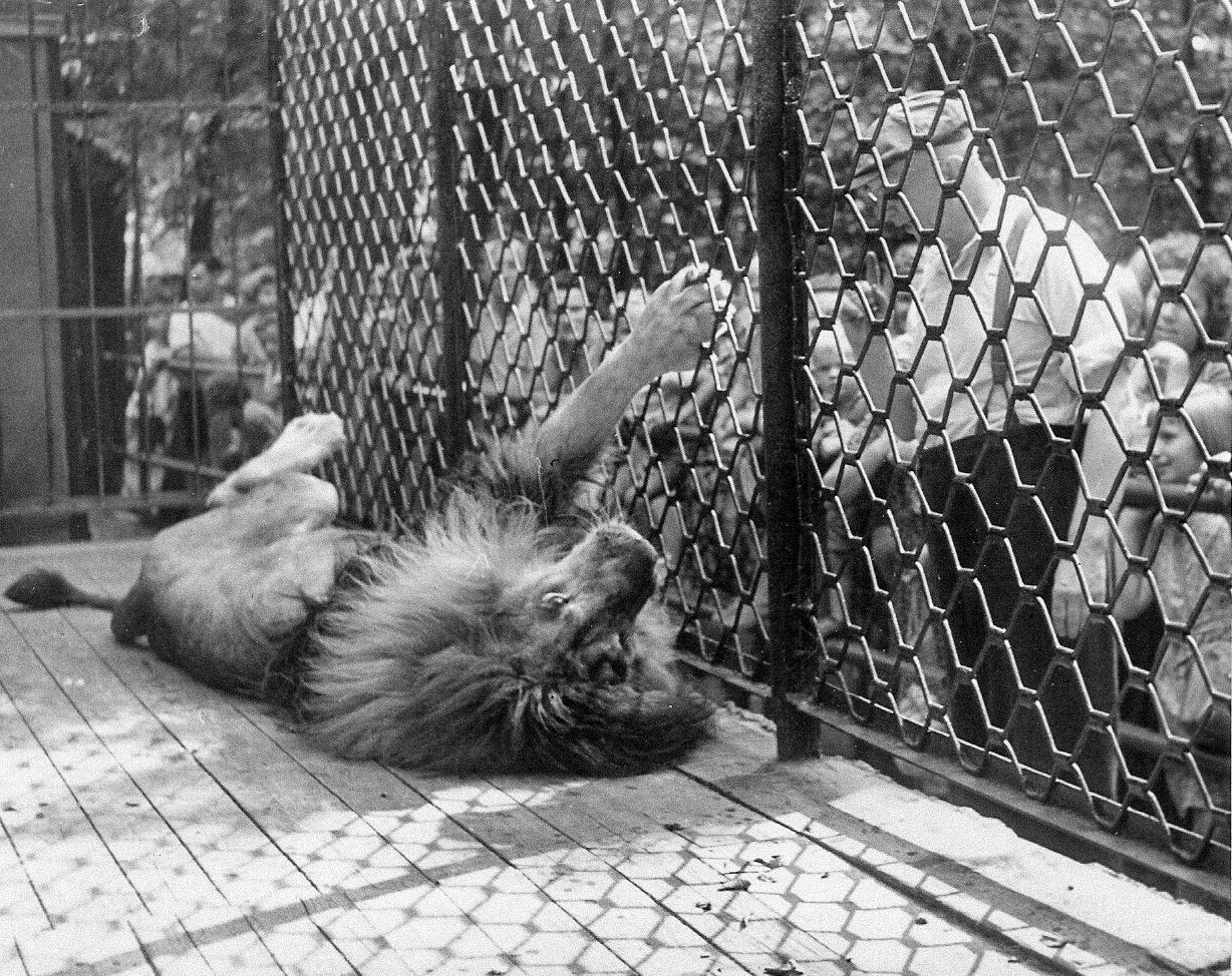 Zoo Brno, Brněnská zoo, zoo, zoologická zahrada, historie, výročí, Domácí