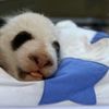 Španělsko žije pandími dvojčaty z inkubátoru