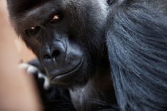 Skandál bobtná, kvůli Gorile padají na Slovensku hlavy