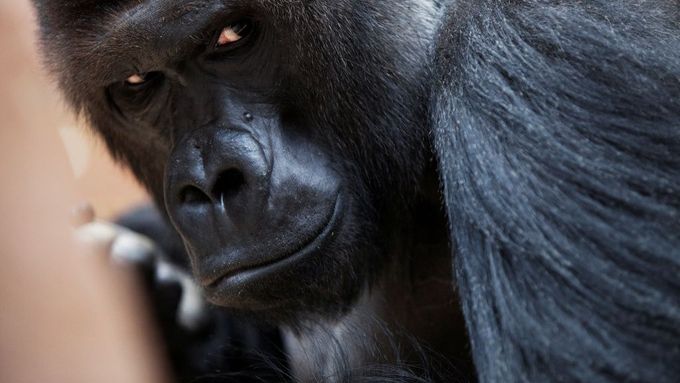 Zoo Liberec neplánuje chovat gorily trvale (ilustrační foto).