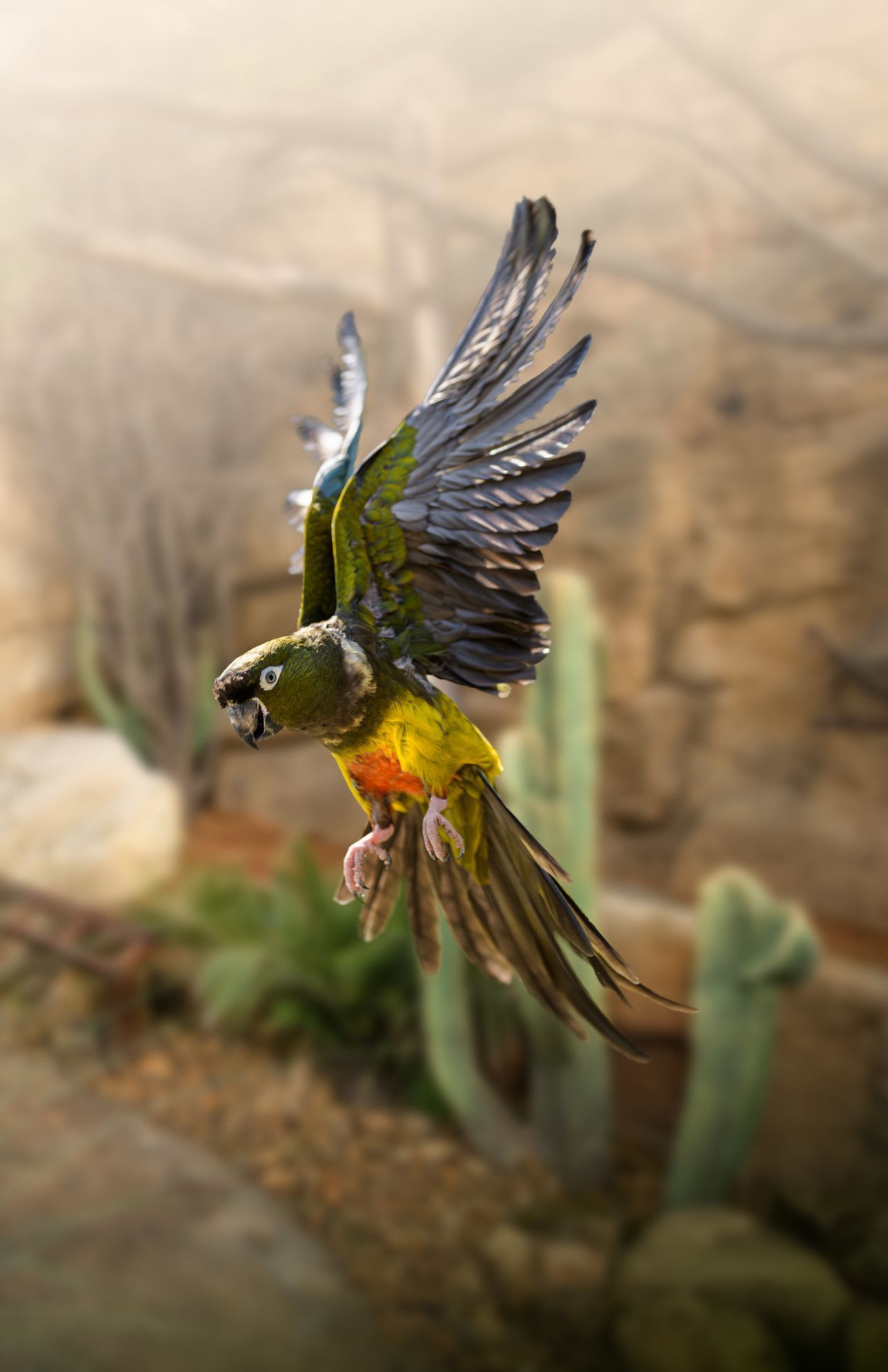 Papoušek Zoo Praha