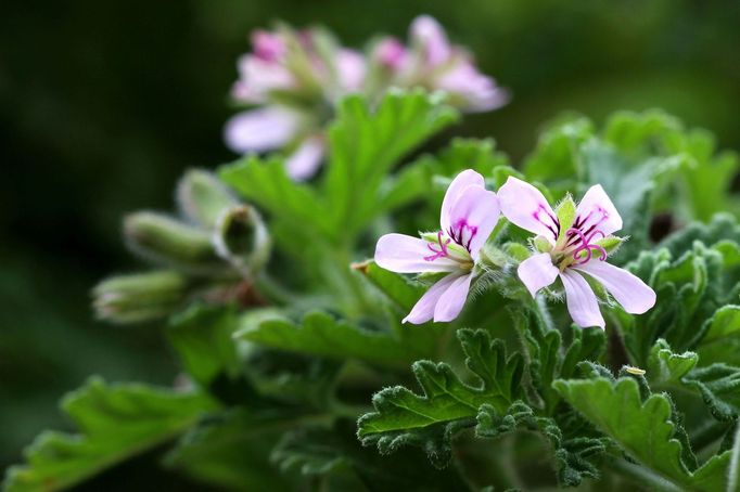 Pelargonie vonná.