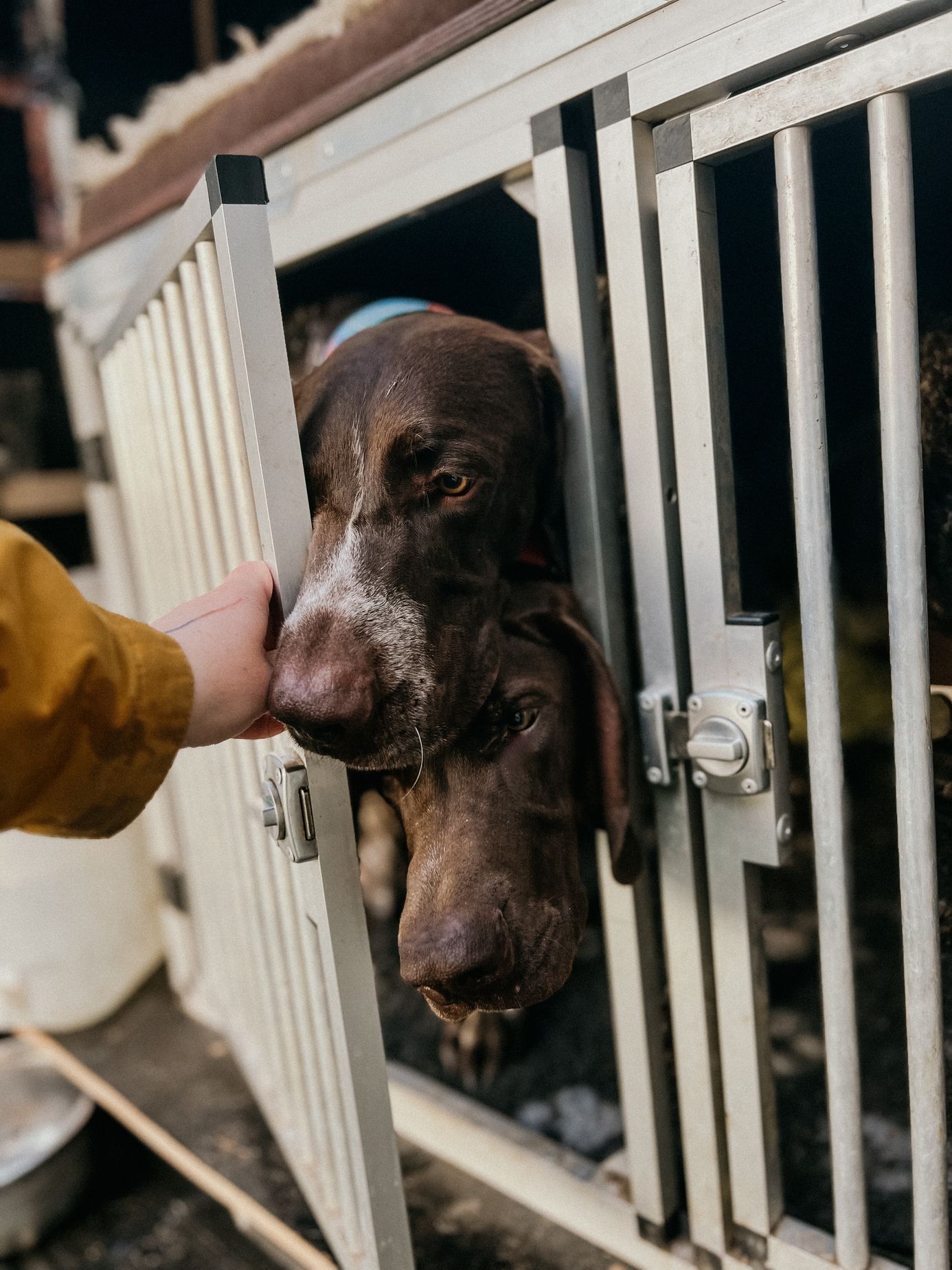 polsko balt hrad malbork pes moře