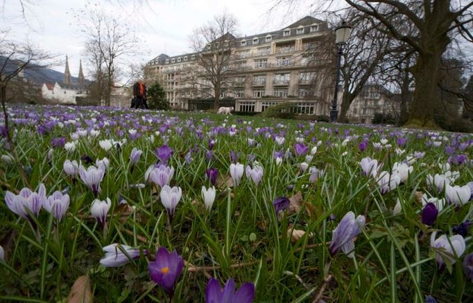 Krokusy divoce raší v parku před Park hotelem Brenner's v německém lázeňském městě Baden-Baden. Právě v tomto hotelu bude nocovat Barack Obama, až dorazí na oslavy NATO, které se v Baden-Badenu odehrají.