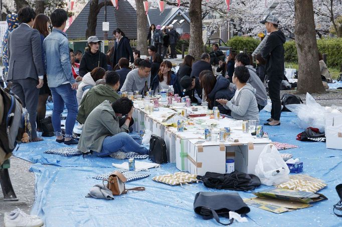 Hanami, Japonsko