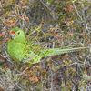 Papoušek zemní západní austrálie ohrožený druh