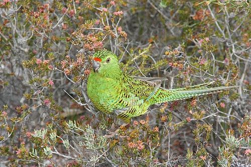 Papoušek zemní západní austrálie ohrožený druh