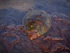 Mořská želva v ropné skvrně. Snímek z Grand Terre Island u pobřeží Louisiany.