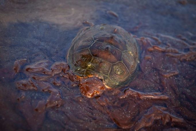 Mořská želva v ropné skvrně. Snímek z Grand Terre Island u pobřeží Louisiany.